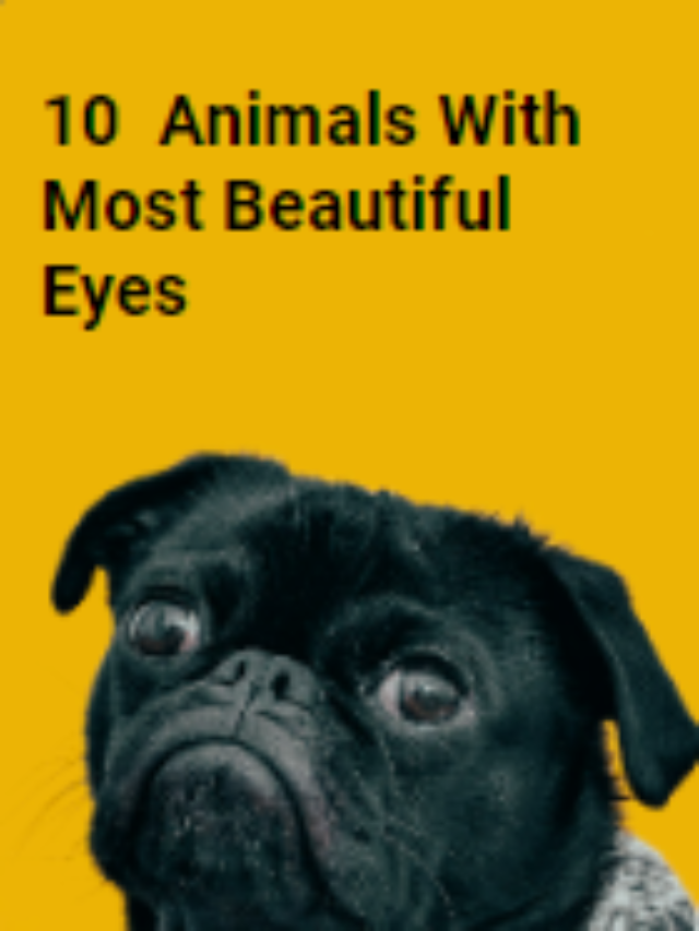 10 Animals With Most Beautiful Eyes